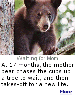 In some ways, bears are smarter than people.